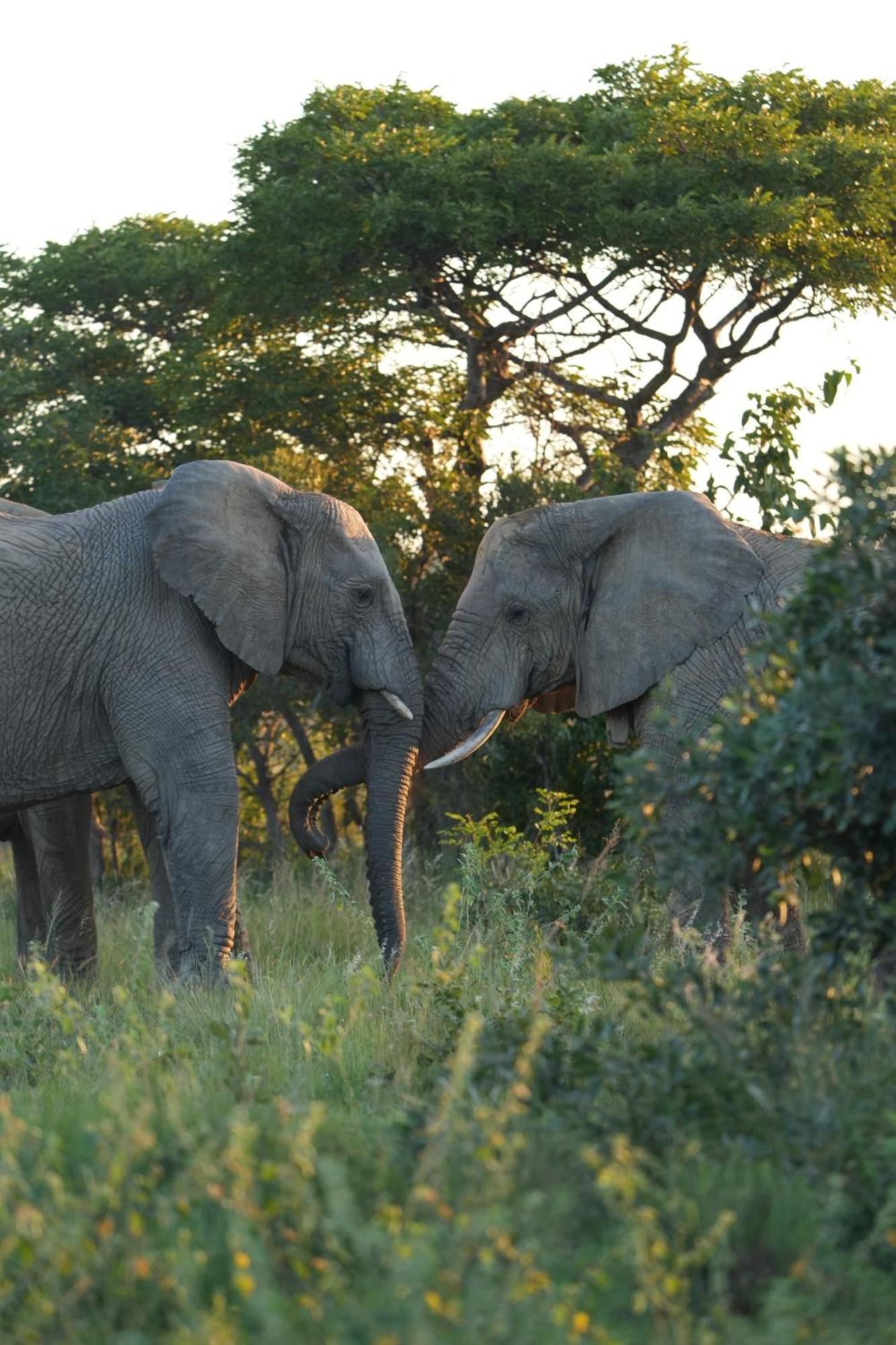 Shibula Safari Lodge ヴェルハヴォンデン・ゲーム・リザーブ エクステリア 写真