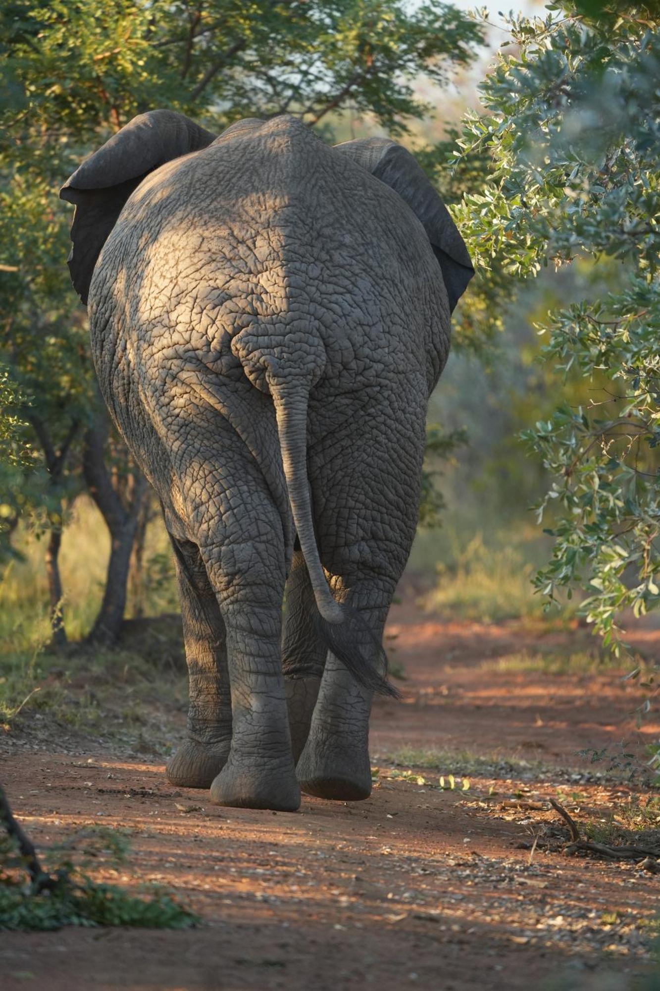 Shibula Safari Lodge ヴェルハヴォンデン・ゲーム・リザーブ エクステリア 写真