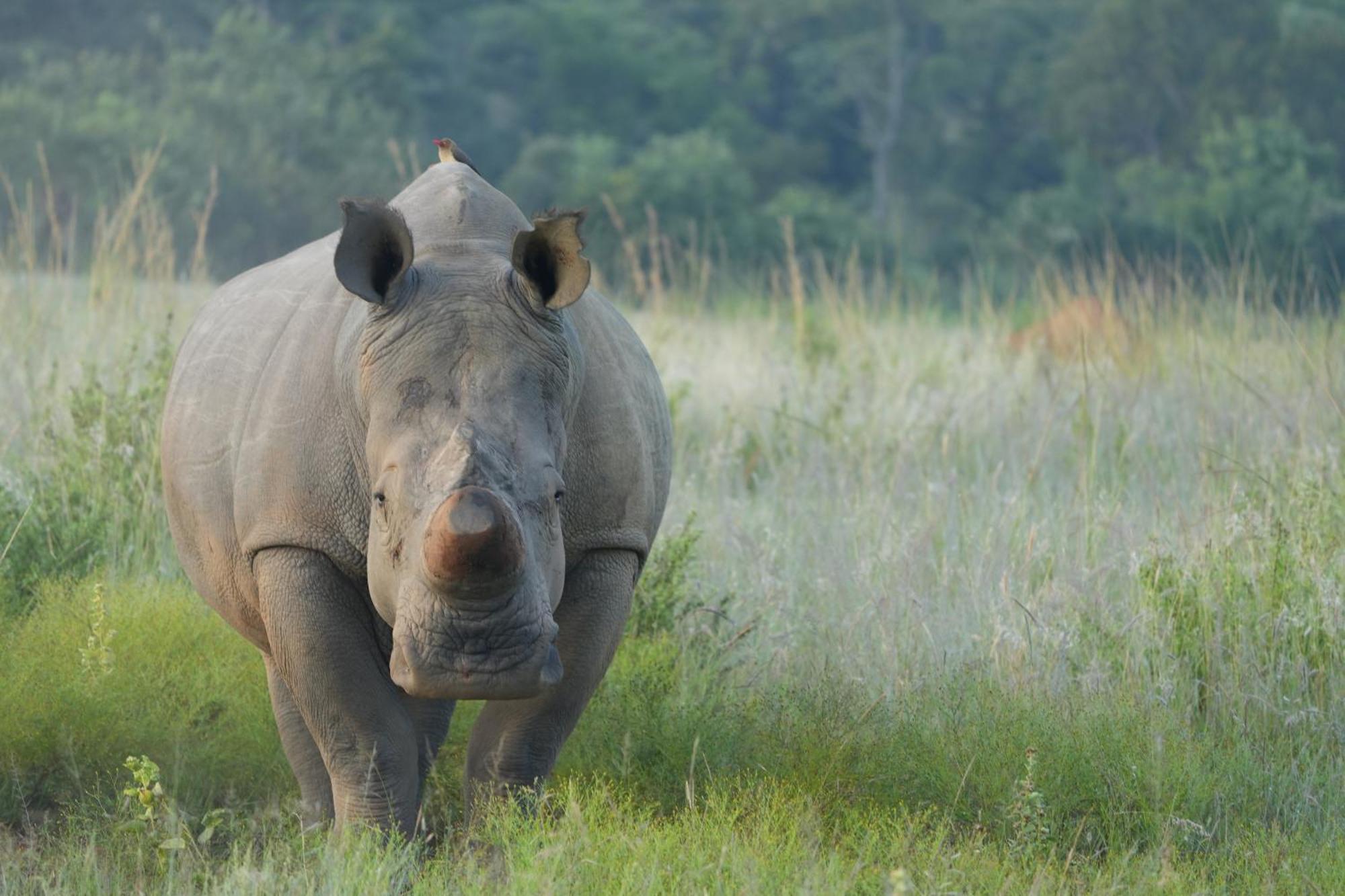 Shibula Safari Lodge ヴェルハヴォンデン・ゲーム・リザーブ エクステリア 写真