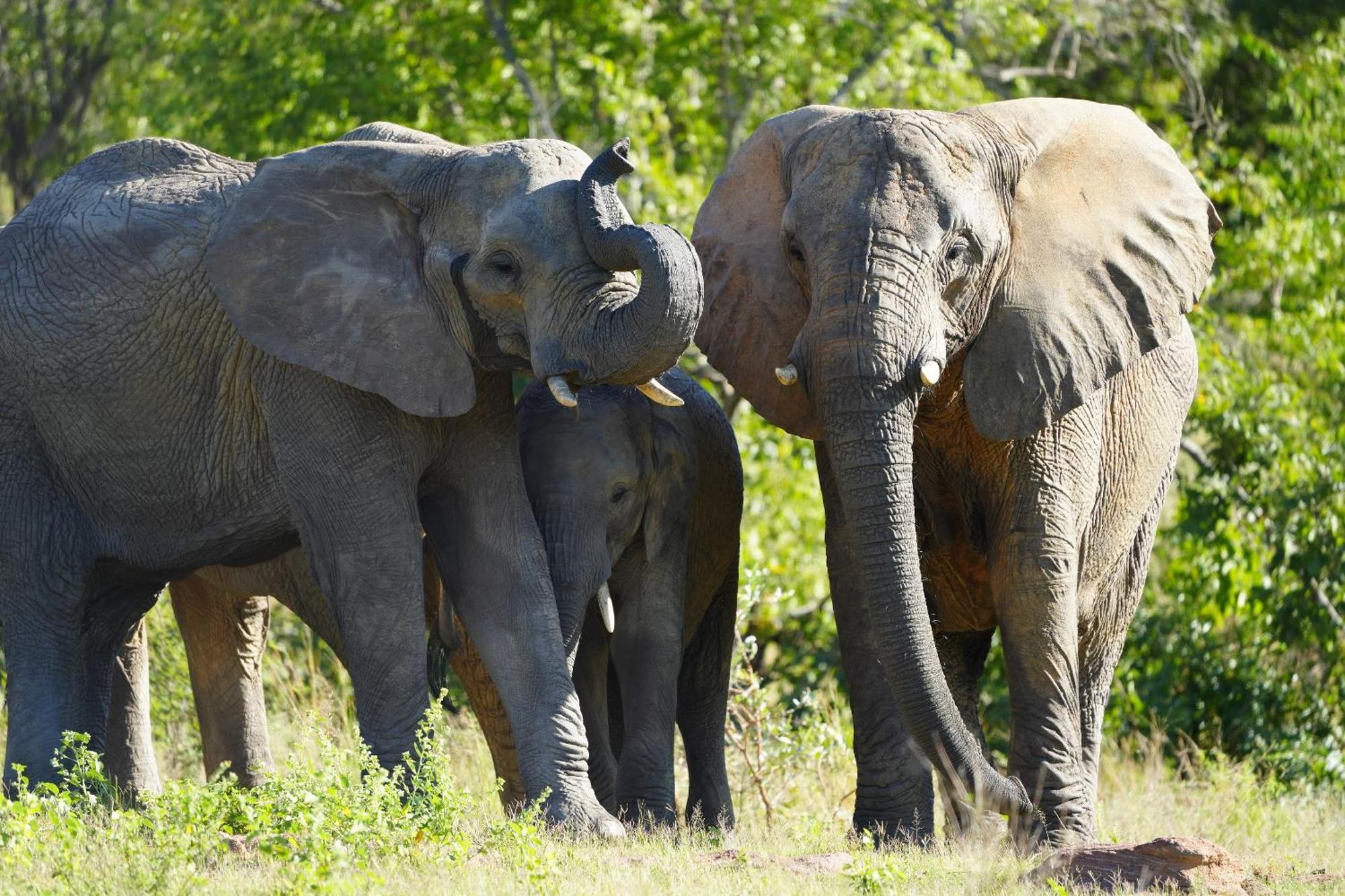 Shibula Safari Lodge ヴェルハヴォンデン・ゲーム・リザーブ エクステリア 写真