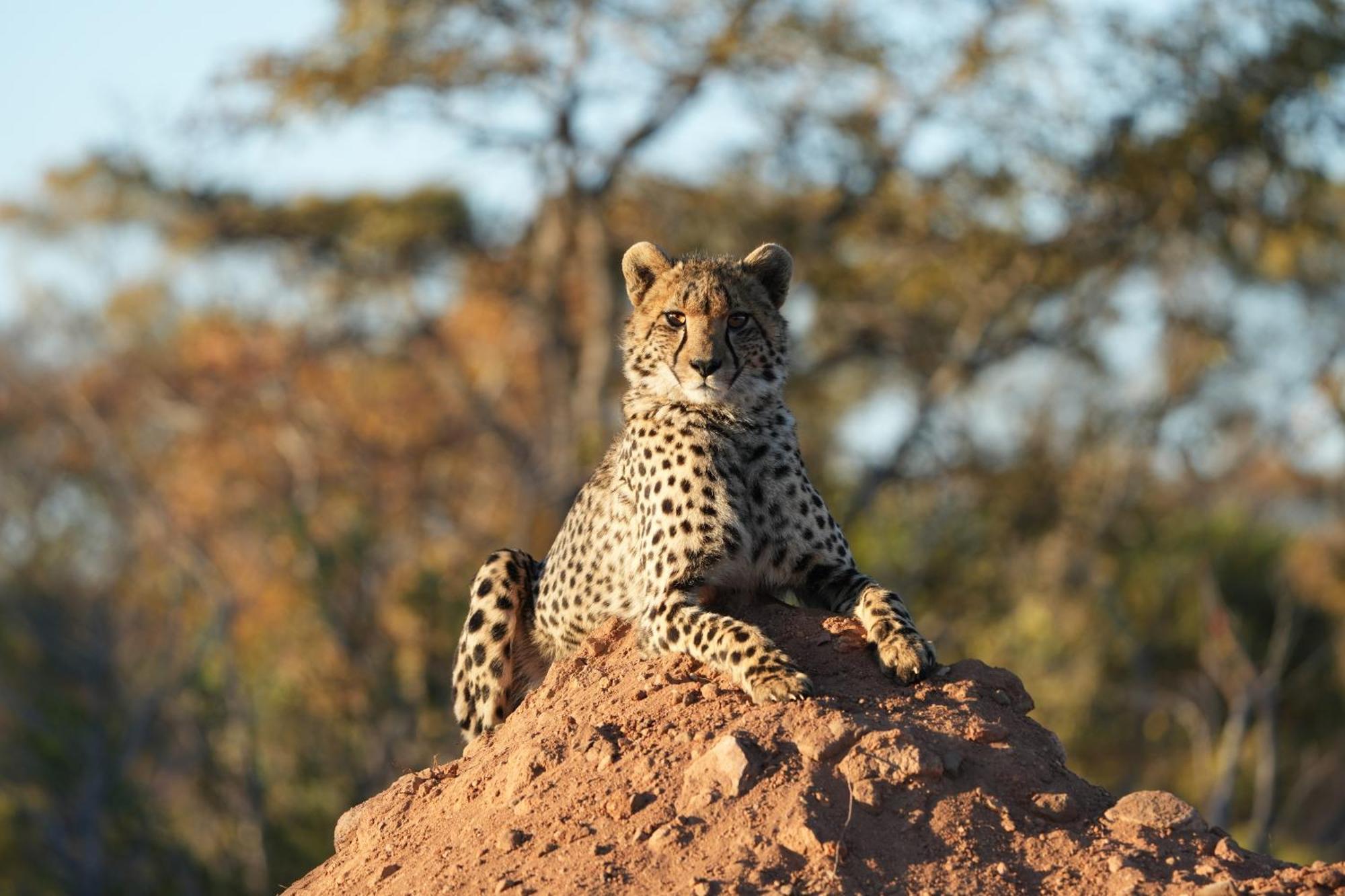 Shibula Safari Lodge ヴェルハヴォンデン・ゲーム・リザーブ エクステリア 写真